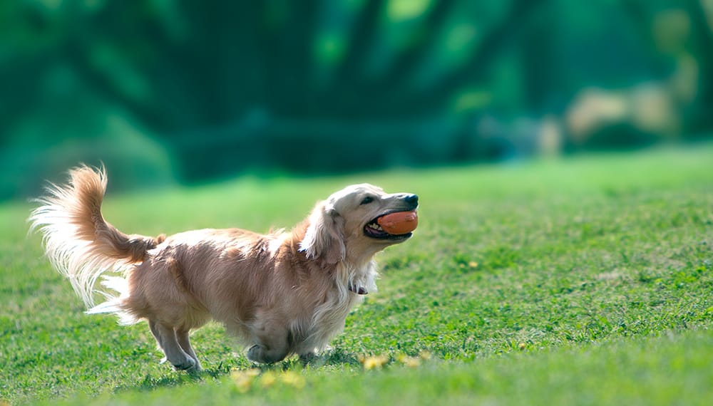 ボールで遊ぶ犬