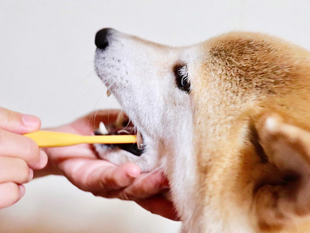 歯磨きをする犬
