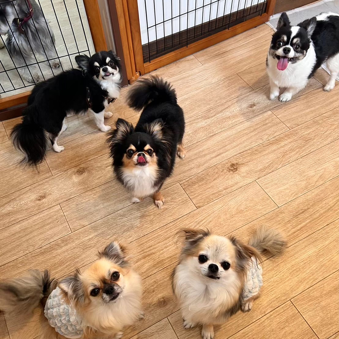 お預かり中の過ごし方