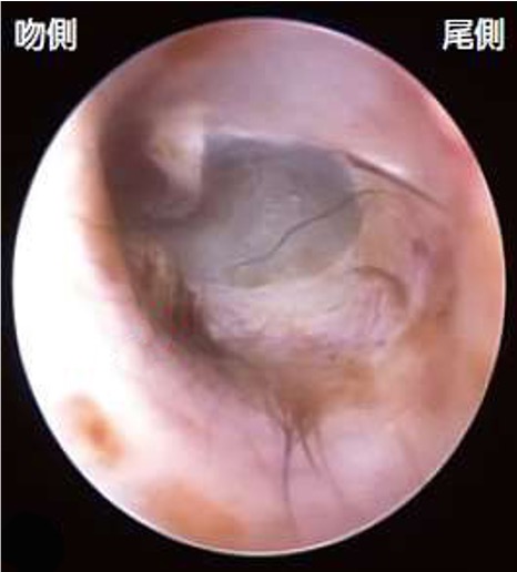 正常鼓膜 犬