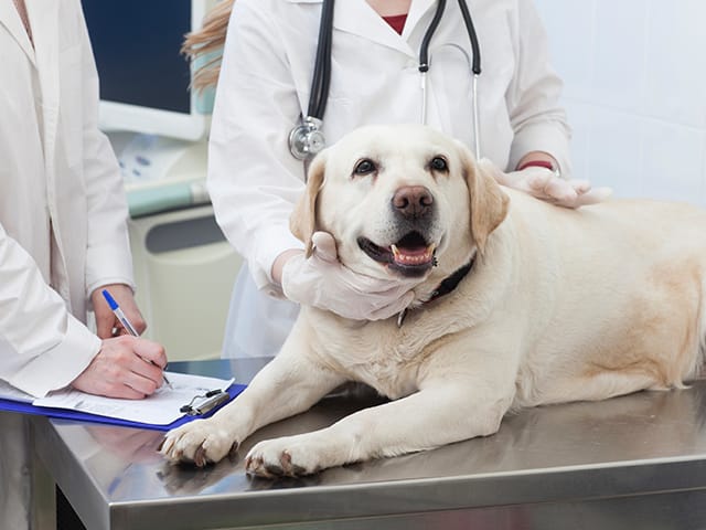 診察中の犬