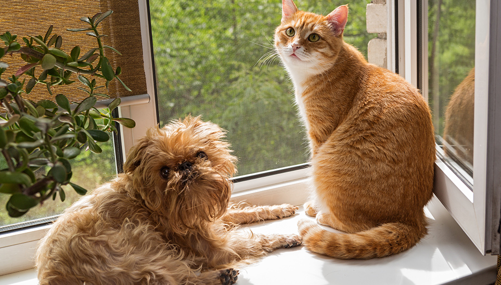 窓際に座る猫と犬