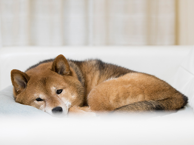 寝そべる犬