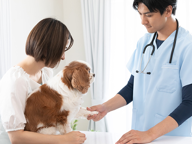 犬を獣医に預けるイメージ