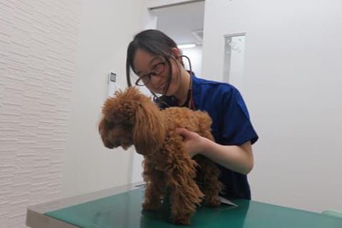 獣医師 野尻 麻衣