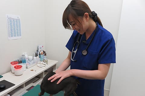 獣医師 澤田 沙耶
